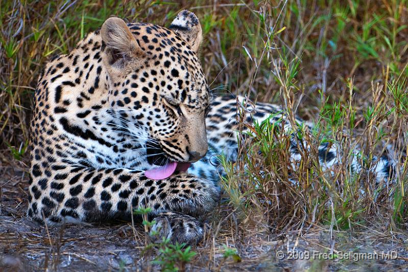 20090615_100137 D300 (2) X1.jpg - Leopard in Okavanga Delta, Botswana